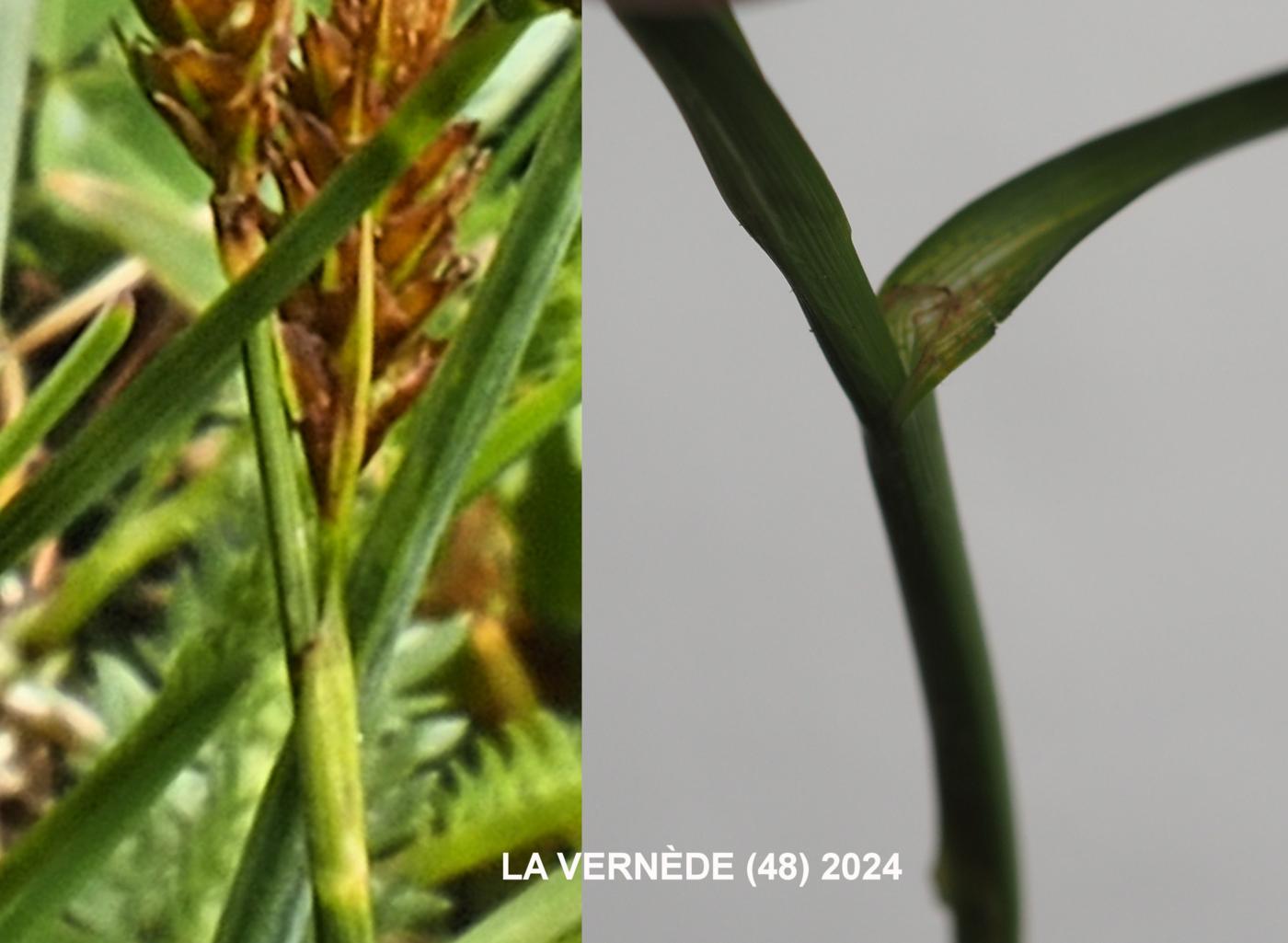 Sedge, Spring leaf